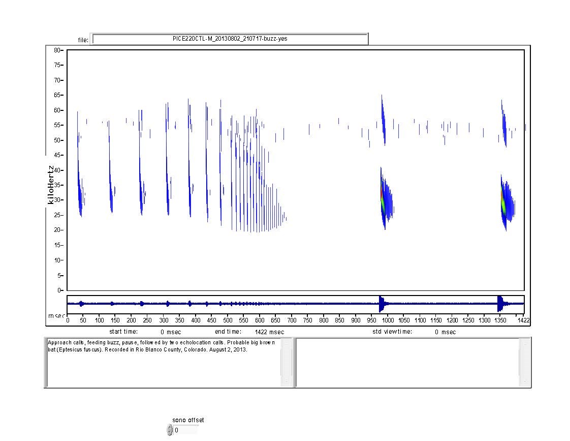 Big brown bat feeding spectrogram