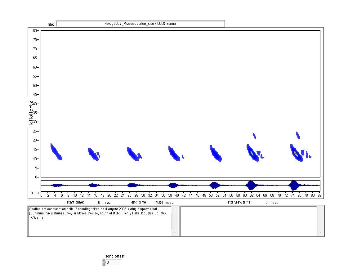 Spotted bat echolocation spectrogram