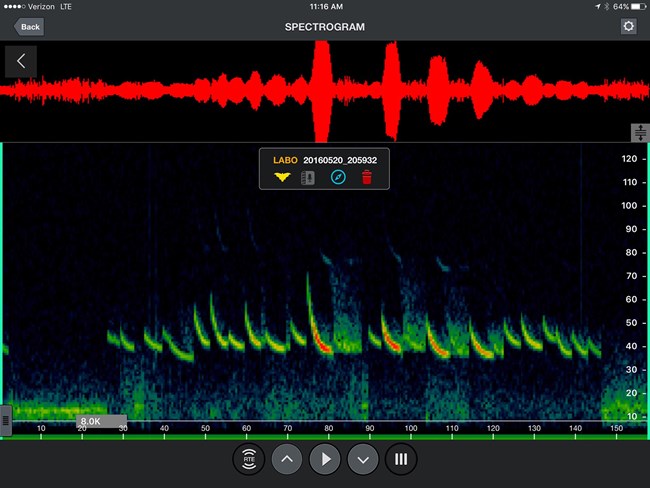 spectrogram of Eastern red bat call