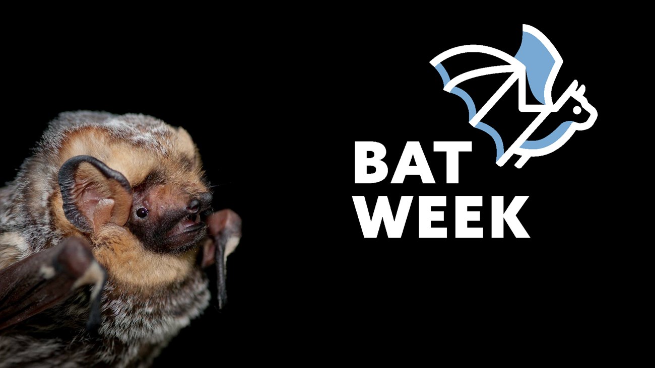 a bat with silver tipped fluffy fur and the bat week logo