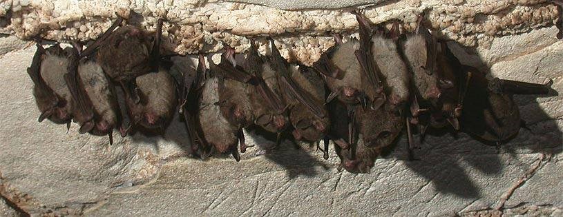 group of bats hangs in a row inside a cave