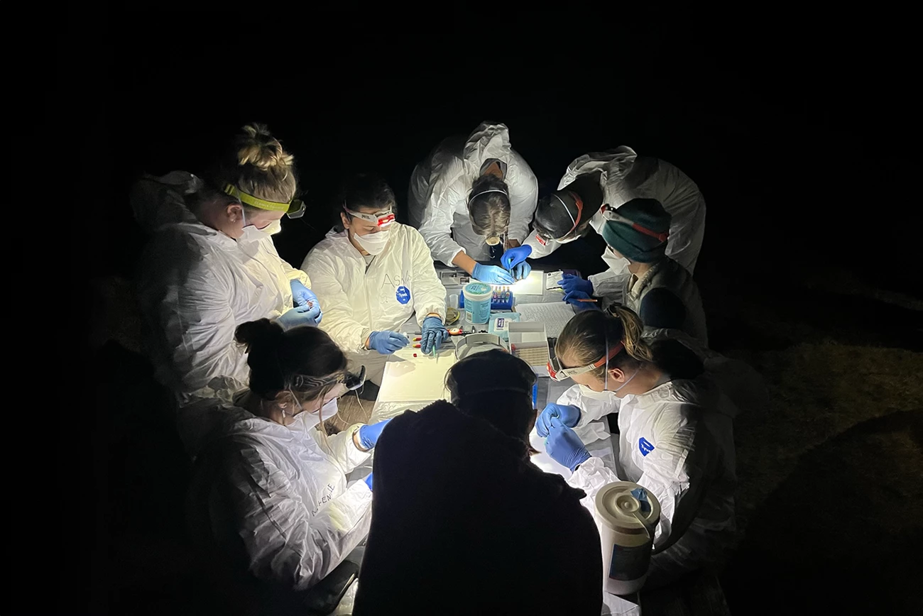 Studying bats a group of scientists in tyvek suits, N95 masks, and gloves perform a bat health monitoring check ups by the light of their headlamps
