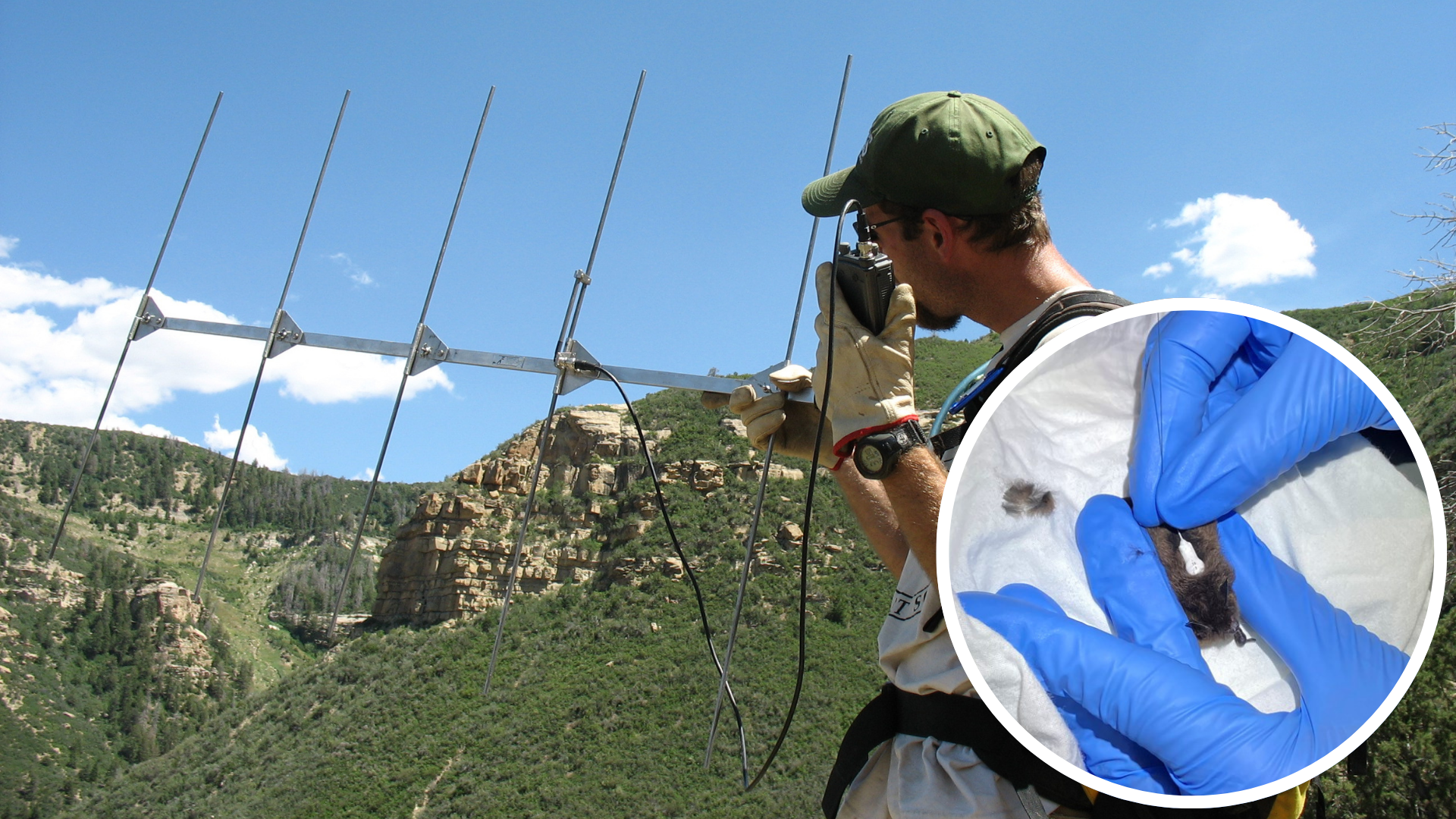 radio transmission man holds and listens to a radiotransmitter. An image of glove hands putting a transmitter on a bat is superimposed in the corner of the image