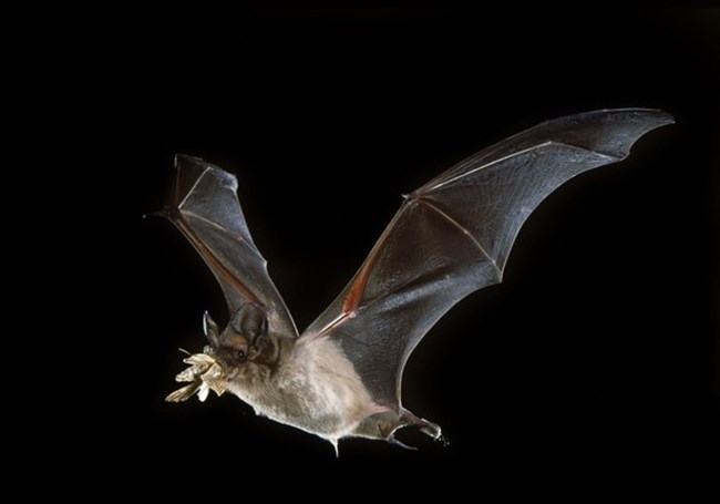 A flying bat holds a moth in its mouth