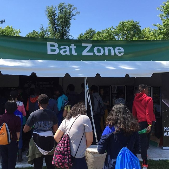 bat zone at bioblitz 2016