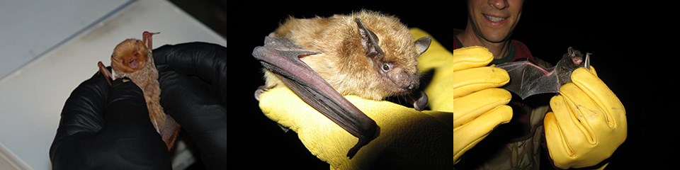 Eastern red, big brown, and silver-haired bats Eastern red, big brown, and silver-haired bats