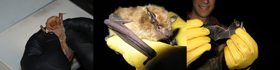 Eastern red, big brown, and silver-haired bats