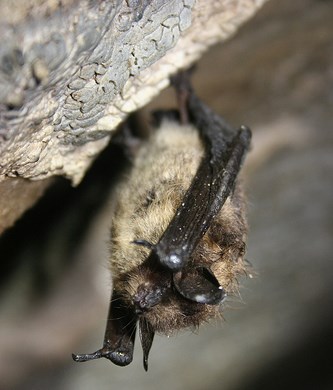 healthy brown bat