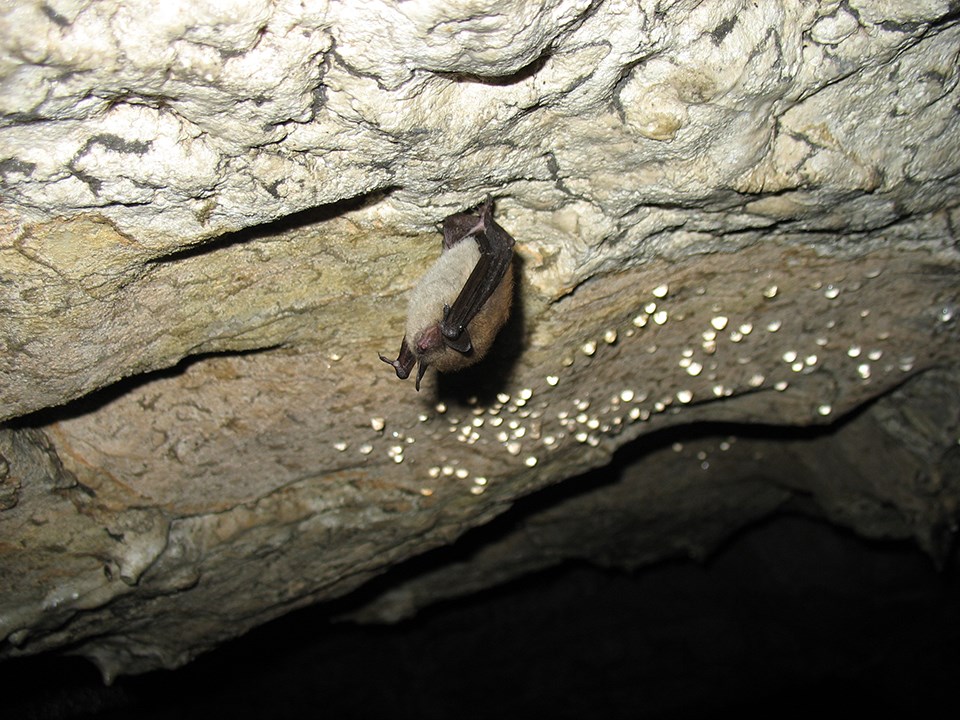 bat hibernates in cave