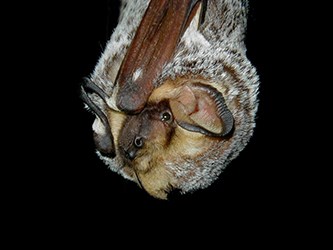 hoary bat