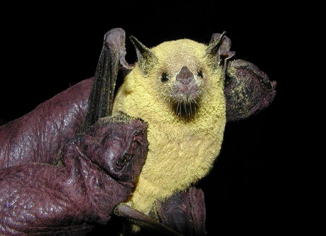 a bat covered in yellow pollen