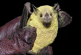 lt= Lesser long-nosed bat