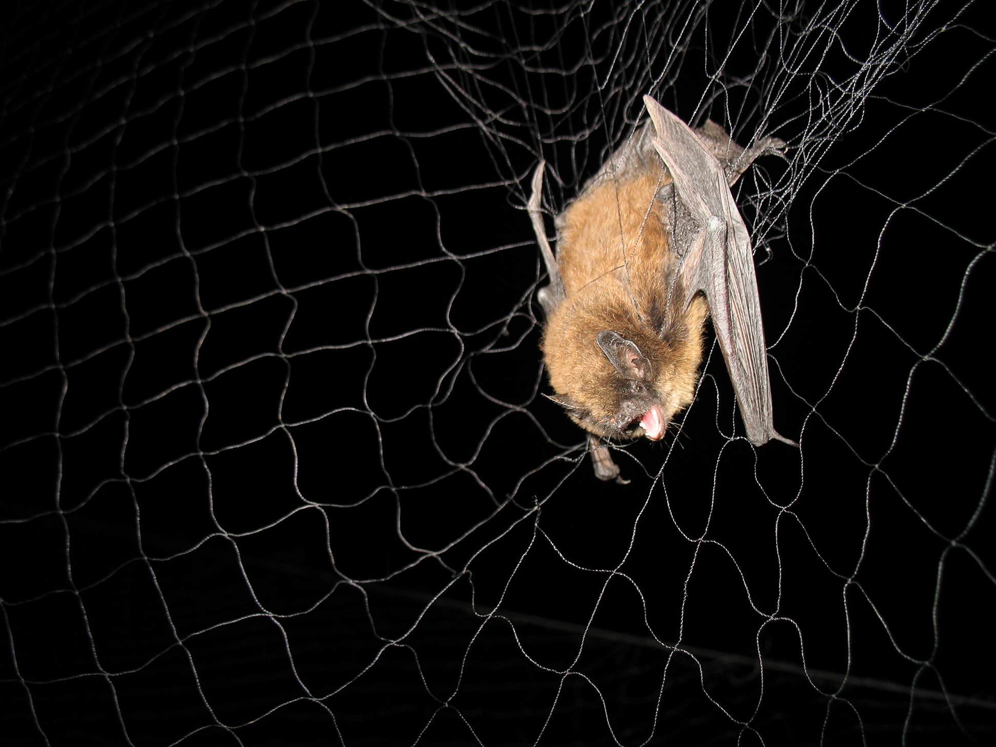 Studying Bats - Bats (U.S. National Park Service)