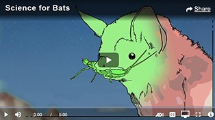 cartoon depiction of bat with insect in its mouth