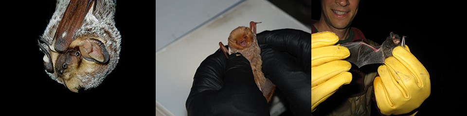 hoary bat, eastern red bat, and silver-haired bat