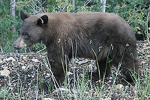 Black bear walking along rocky ground at the edge of a forest