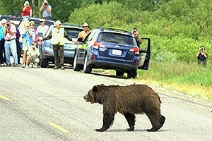 Bear crossing road while people take pictures