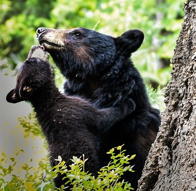 A black bear cub licking its mother's mouth