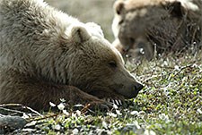 lt= Two grizzly bears in Denali National Park
