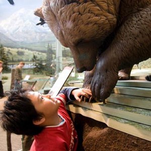 Boy touching brown bear statue in visitor center exhibit