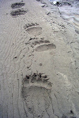 Brown bear tracks on a sandy beach