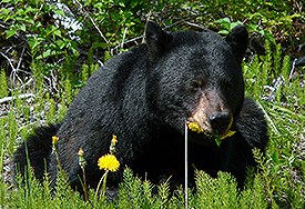 Black bear lying in grass eating a dandelion