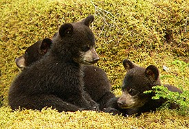 Three black bear cubs resting on mossy ground Three black bear cubs resting on mossy ground