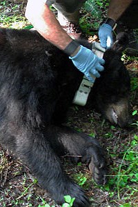 lt= Bear being fitted with radio collar