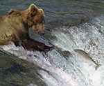 Bear fishing for salmon in waterfall