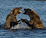 Brown bears playing