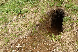 Brown bear's den in Katmai National Park