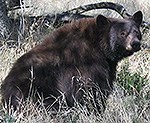 Black bear sitting in grass