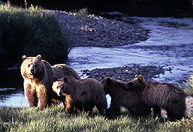 Brown Bears Bears U S National Park Service