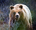 Alaskan brown bear standing in a field