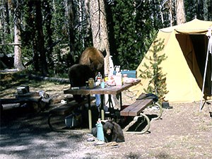 Storing Food - Bears (U.S. National Park Service)