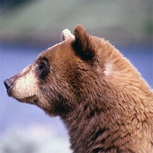 Black bear at Phantom Lake in Yellowstone