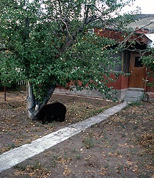 Bear under a tree in front of a home Bear under a tree in front of a home