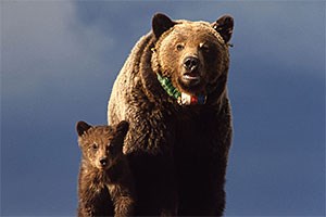 Grizzly bear sow & cub with radio neckband in Yellowstone National Park, 1966.