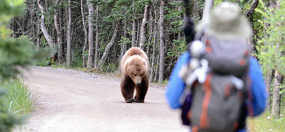 How to survive a bear encounter (and what to do if it all goes wrong), Wildlife