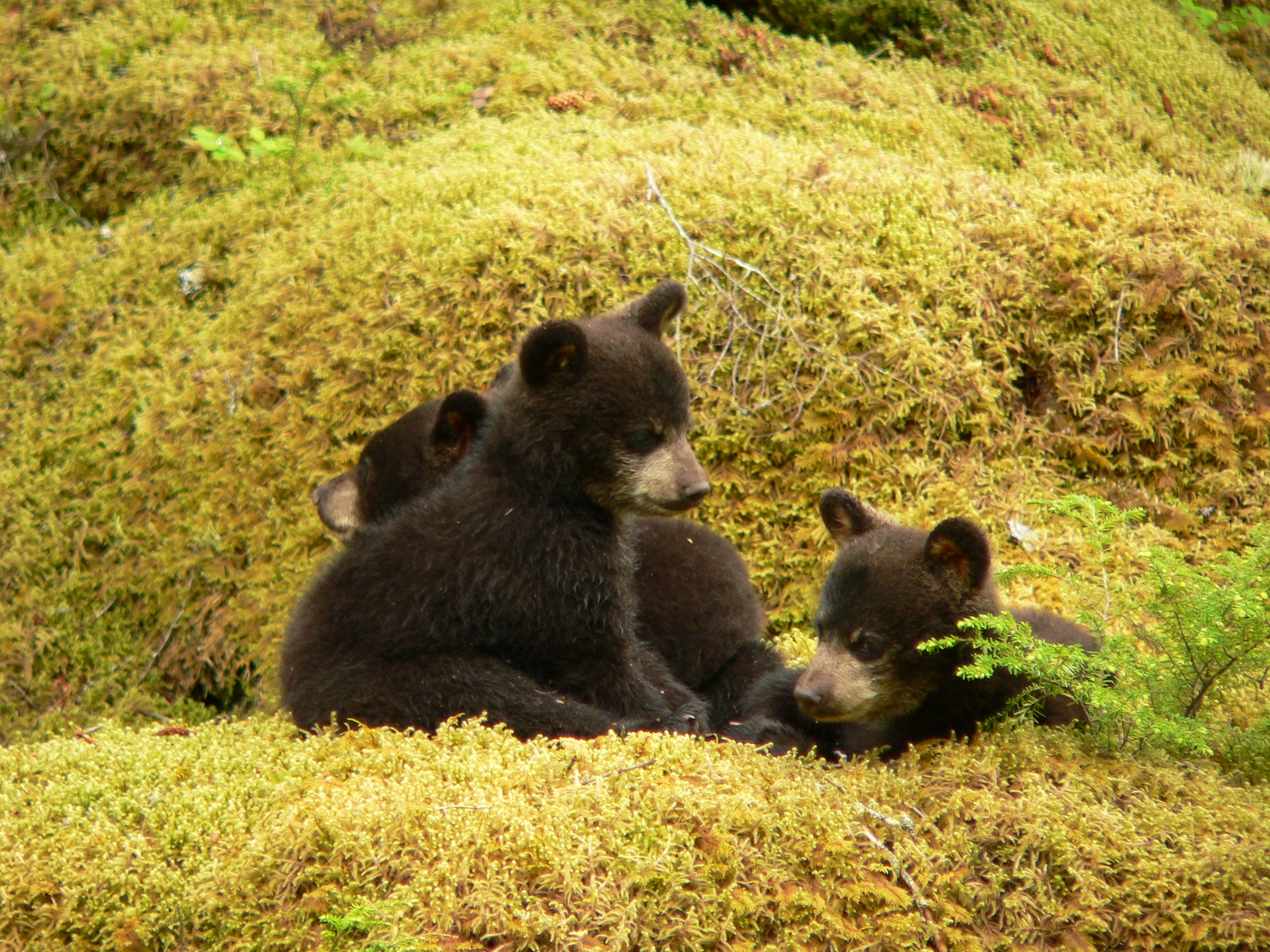 Black Bears - Bears (U.S. National Park Service)