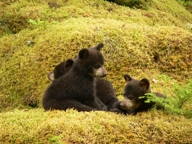 three black bear cubs in moss