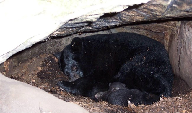A black bear and cubs in a den