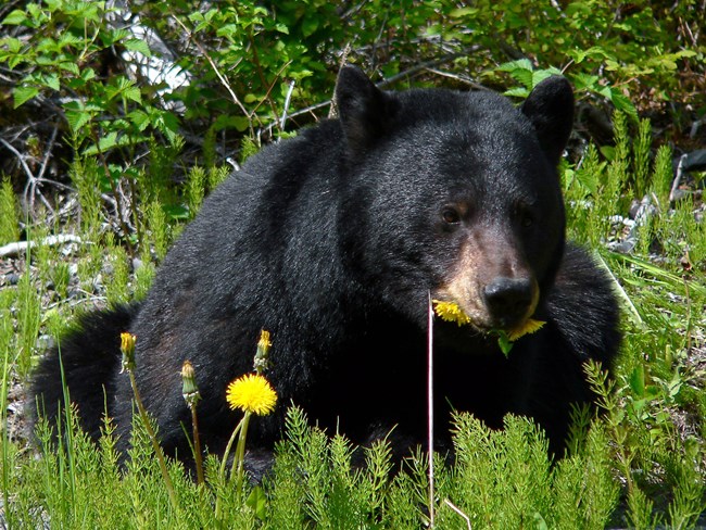a black bear eats yellow dandelions in a field