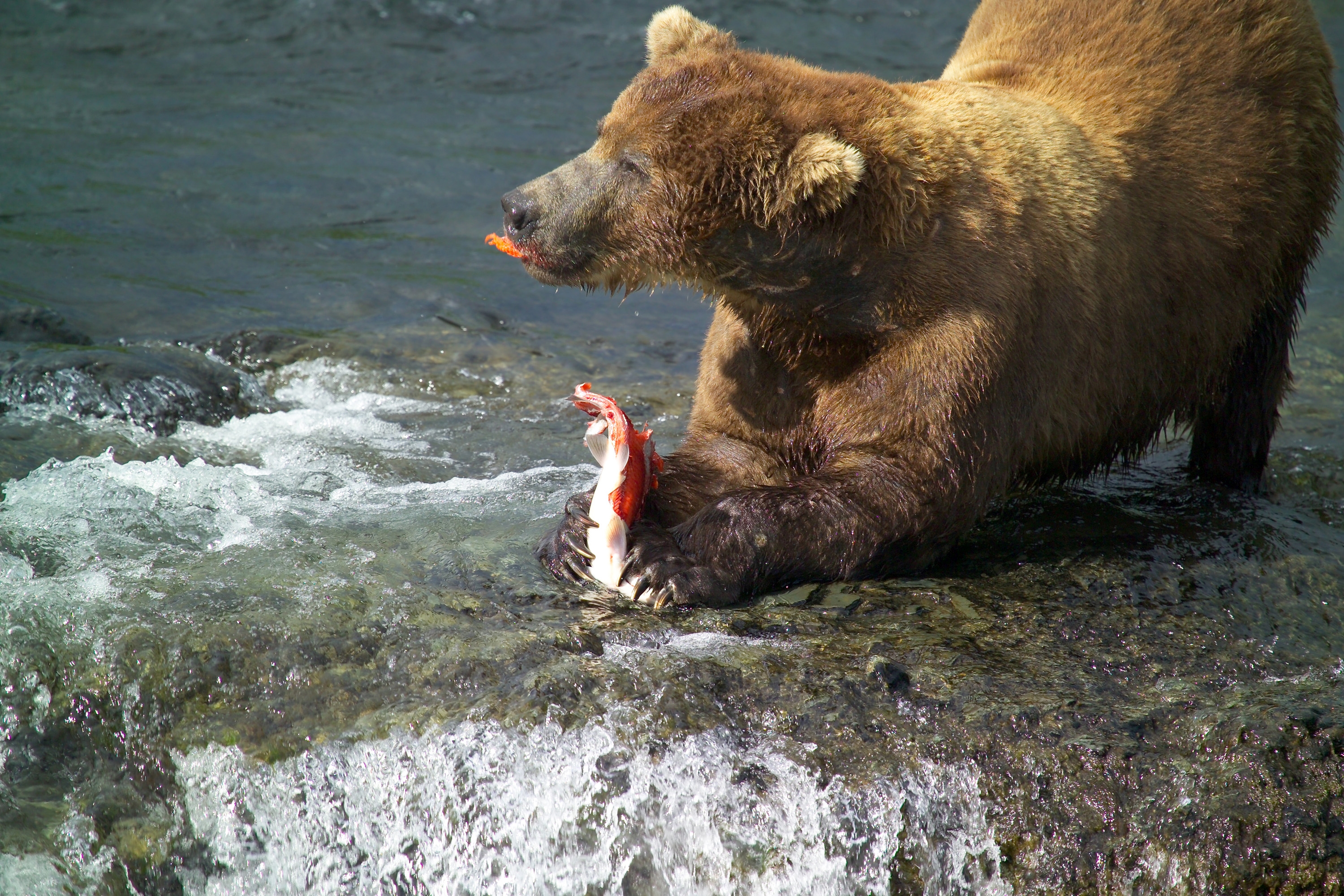 Brown Bears, Nature