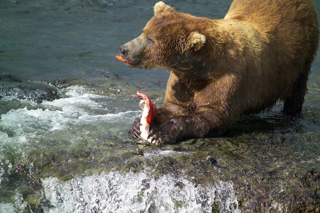 brown bear eating a fish in a river