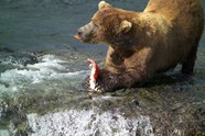 Grizzly Bear Diet All For One Grizzly Bear Diet All For One