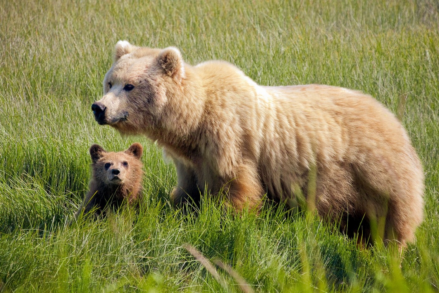 Brown Bears - Bears (U.S. National Park Service)