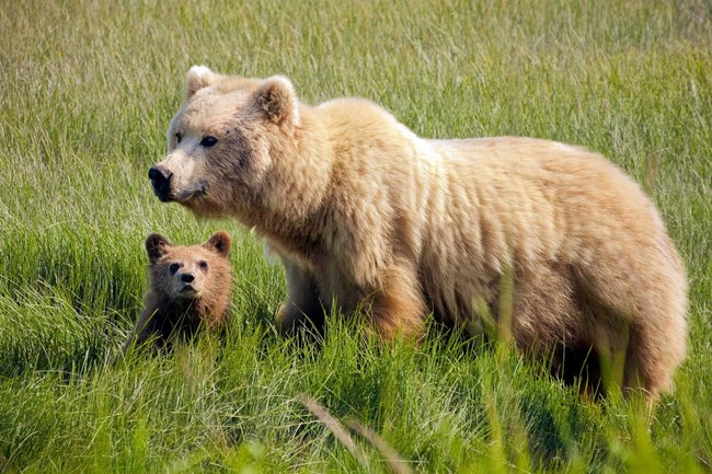 brown bear and cub in a grassy field