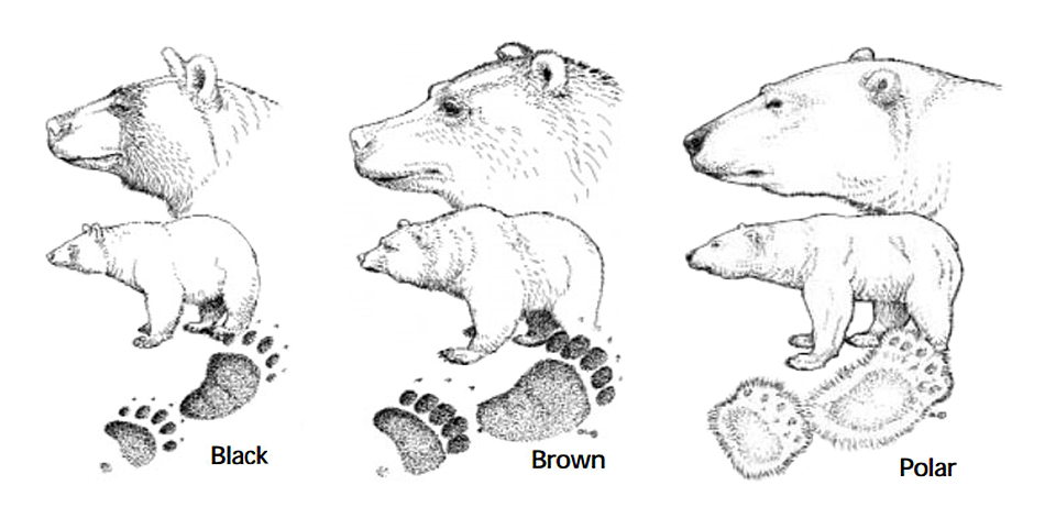 Bear Size Chart