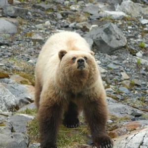 Brown bear